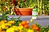 Osmocote Smart-Release Plant Food Flower & Vegetable - Continuous Release Plant Fertilizer for Vegetables and More, 1 lb.