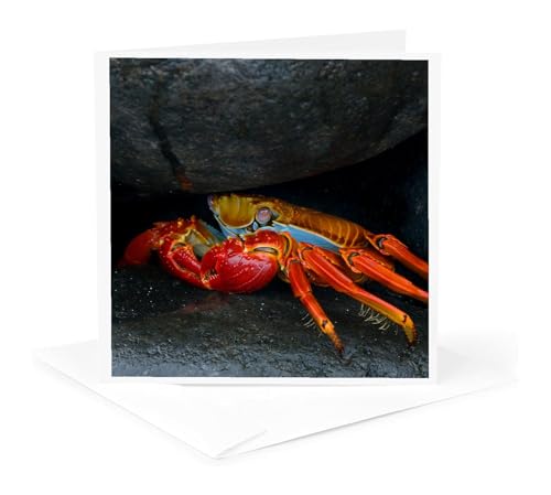 3dRose South America, Ecuador, Galapagos. Sally lightfoot crab under rock. 1 Greeting Card with...