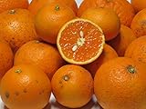久幸園 訳ありすぎる清見オレンジ (3kg)