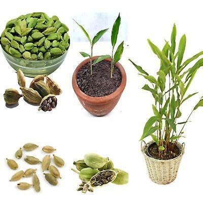 Cloud Farm Live Green Cardamom/Choti Elaichi Spice Plants For Home Garden CF_07 (B0BMDWJGH4) Amazon Price History, Amazon Price Tracker