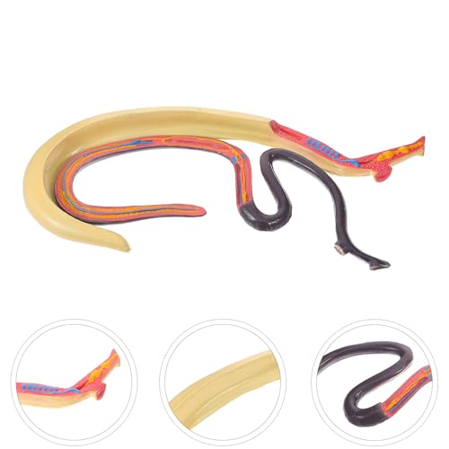 Modèle scientifique de Schistosoma en plastique pour étude médicale - 3