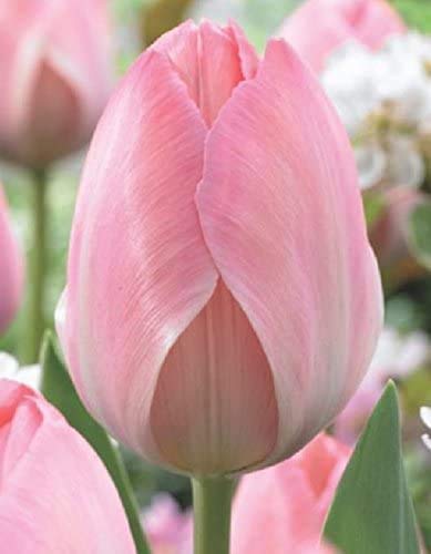 Mystic Tulpen