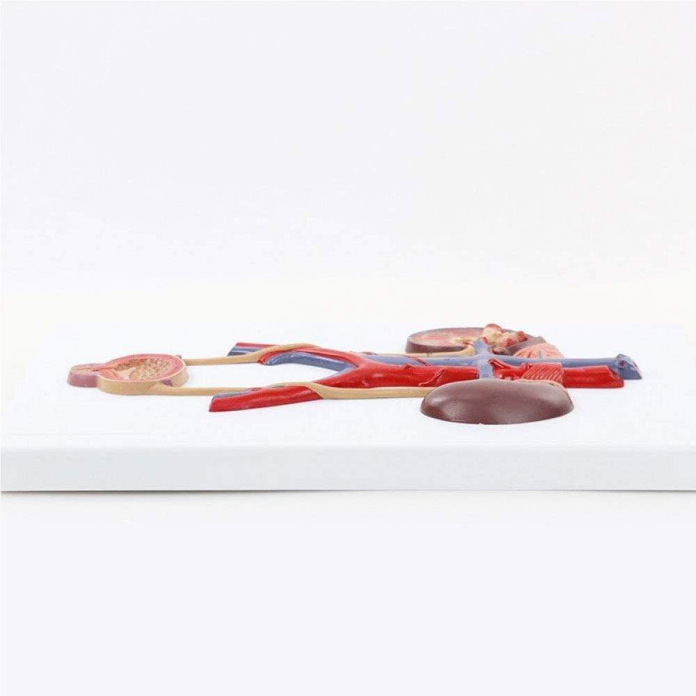 Modell des Menschlichen Harnsystems, Modell Der Niere, Harnleiter, Blase, Harnröhre, Medizinische Urologie (Relief), Modell Der Menschlichen Niere, Arteriovenöses Modell, Lehre