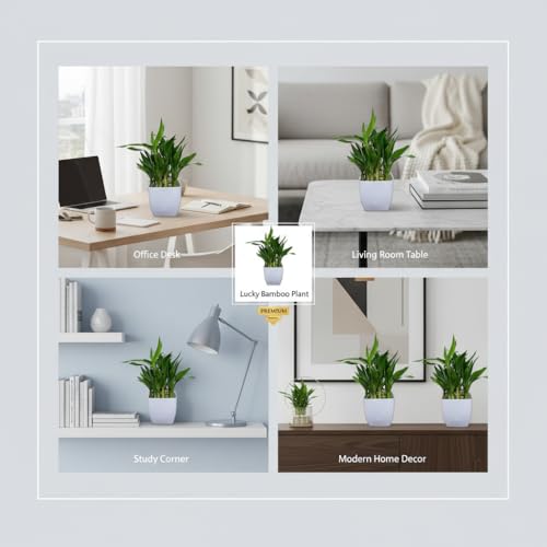 Image of Sugram Lucky Bamboo Feng Shui Plant - 2-Layer with White 3 inch Square Pot for Home, Office, Desk & Table Decor - Easy to Maintain