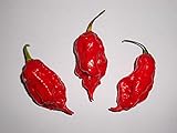 PFLANZENSAMEN Jay\'s Red Ghost Scorpion -Ultrascharfe rotfarbene Super Hot Chili- Sehr Selten