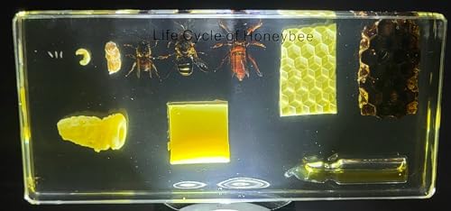 Image of Lifecycle of a Honeybee in 5.5 inch Crystal Clear Lucite Resin Paperweight Preserved Taxidermy Crafts Collection Biology Science Education Display Supplies Specimen
