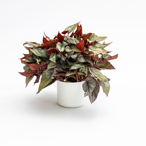 Pianta vera di Begonia rex Arctic Breeze - Diametro Vaso Ø 17 cm