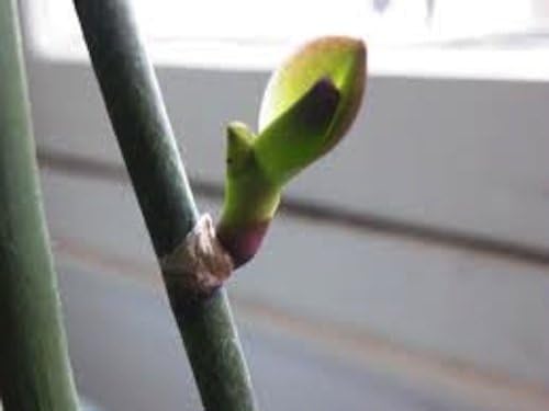 Keiki Power Pro Orchid Plant Cloning Paste
