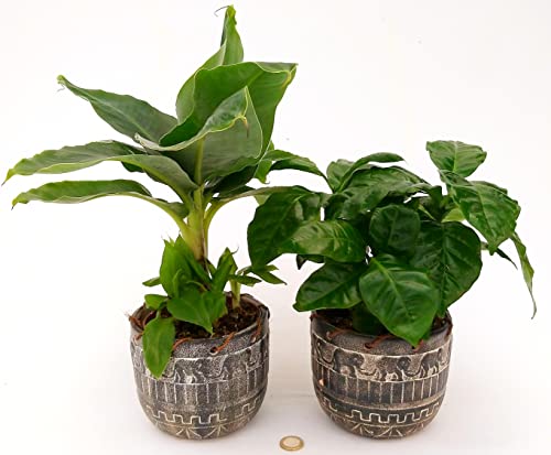 POWERS TO FLOWERS - PIANTA DEL BANANO e PIANTA DEL CAFFE', DUO DI PIANTE DA FRUTTO TROPICALI, vaso13CM, piante vere