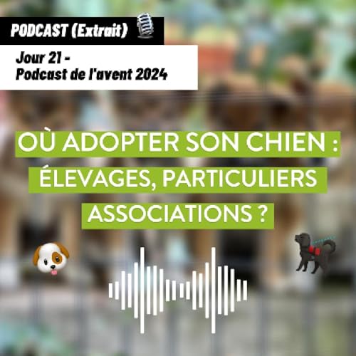 JOUR 21 - O&ugrave; et comment adopter un chien : &eacute;levages, particuliers, associations [Podcast de l&rsquo;avent 🎄]