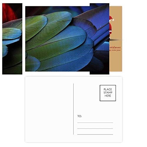 Cartes postales plumes d'oiseau sauvage Organisme terrestre premium