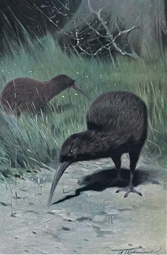 Art Décorative Imprimé Sur Toile Kiwi Wilhelm Kuhnert Wildlife Poster