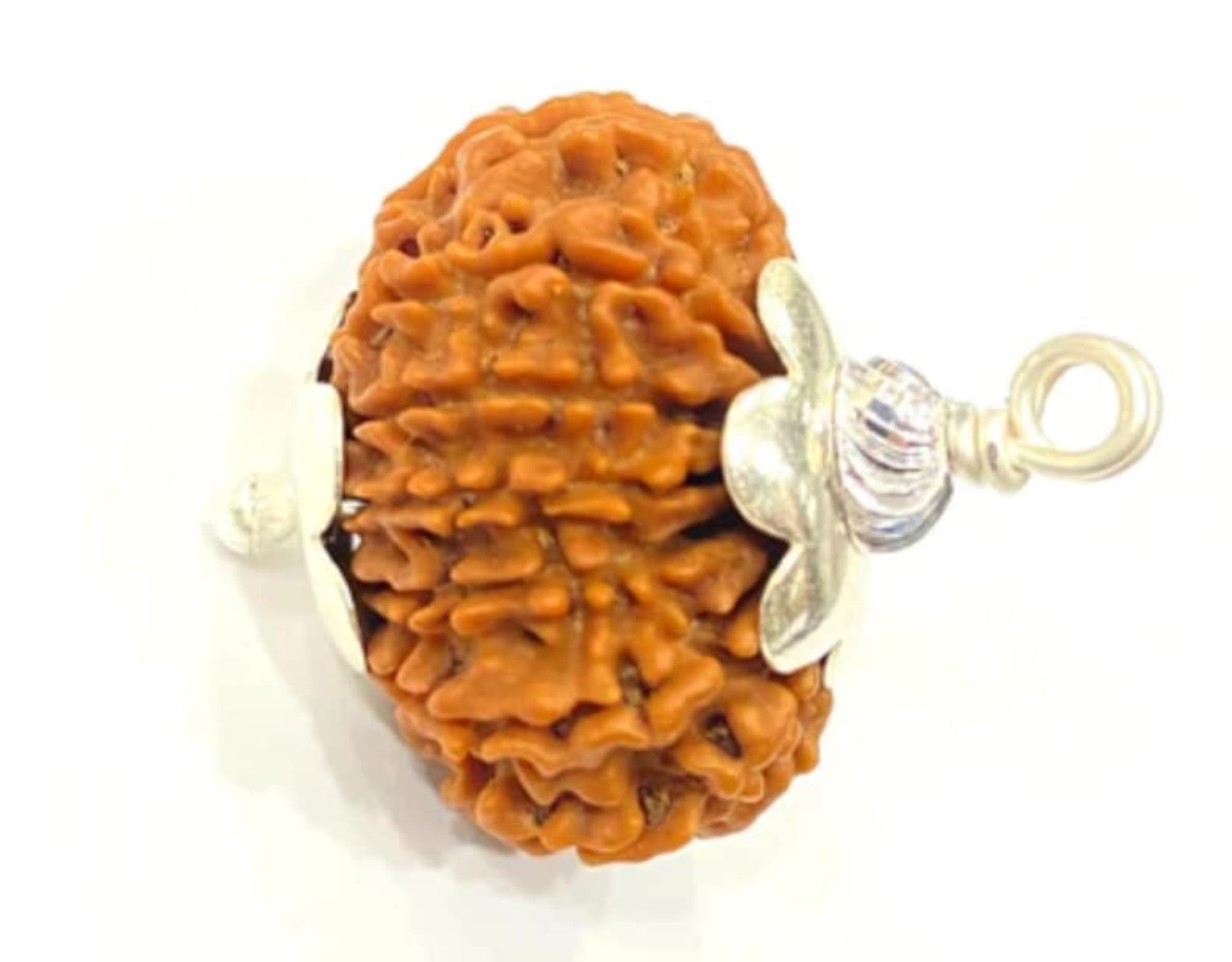 16 Mukhi Rudraksha Original Certified with Silver Capping
