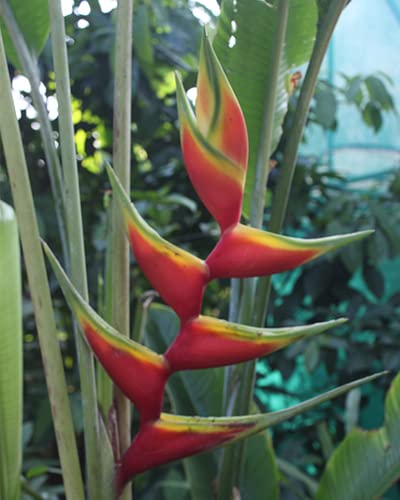 Green Brigade Heliconia Aurea Chalko