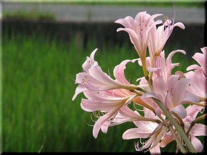 夏水仙 Amazon.co.jp: リコリス スクワミゲラ【夏水仙】球根 5球セット : DIY