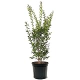 Tuscarora Crape Myrtle, Vibrant Pink Flowering, Attractive Fall Foliage, Deciduous, Exfoliating Bark, 7 gal, Nursery Pot
