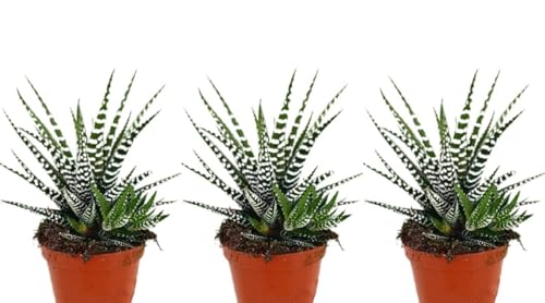 Pack de 3 Plantas Haworthia Big Band, en maceta de 8 cm. Planta cebra. Suculenta con hojas gruesas, verdes y formadas en roseta, de fácil cuidado. Segura Garden.