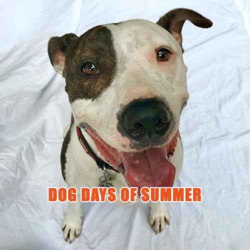 Astros Wade Into the Dog Days of Summer