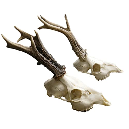 Glacier Wear Roe Deer Skull