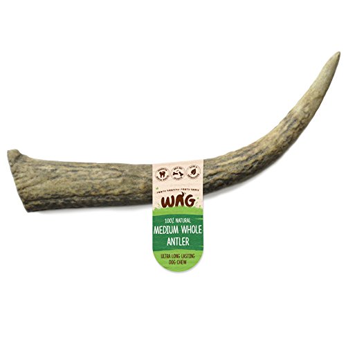 Whole Medium Antler 1 Pack, Natural New Zealand Long Lasting Dog Treat Chew, Perfect for Medium Breeds (Article shape may vary)