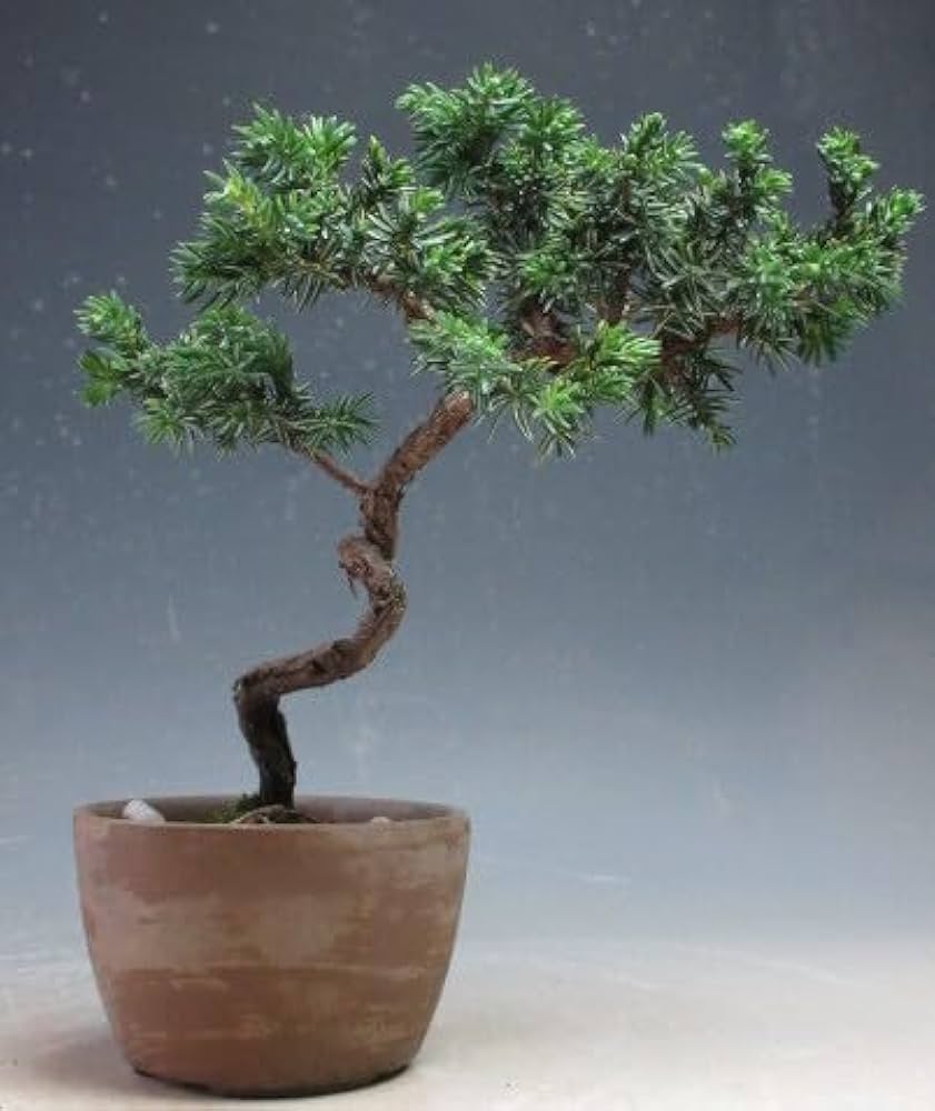 紫杜松 盆栽 盆栽 紫杜松/盆栽、多肉植物、塊根植物、観葉植物通販/KIDORI