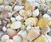 Hinterland Trading Caribbean Assorted Seashell Mix - 3/4in. - 3in. seashells - 2 POUNDS