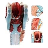 ➤ Dieses menschliche Kehlkopfmodell kann den Bewegungsablauf des Kehlkopfknorpels des Kehlkopfes darstellen und den Schülern helfen, die Form und Struktur der Atemwege und der Stimmorgane zu verstehen.