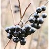 Apple berry Viking 100-125 cm - Aronia melanocarpa - garden plant