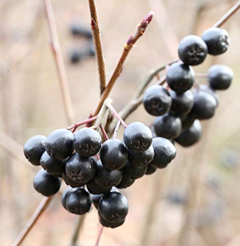 Apfelbeere Viking 80-100cm - Aronia melanocarpa - lebende Gartenpflanze aus den Baumschulen