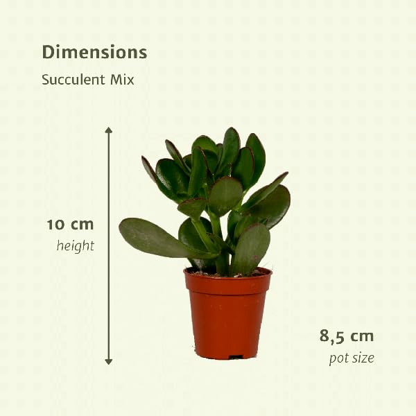 Sukkulenten Mix Zimmerpflanze 18 Pflanzen Ø8,Ø5 cm 10 cm