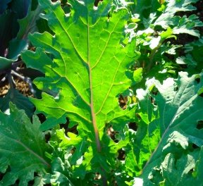 Ohio Heirloom Red Russian Kale Seeds for Planting - Premium Heirloom Non-GMO Variety with 85% Germination, Great Gift for Home Garden, 500+ Seeds