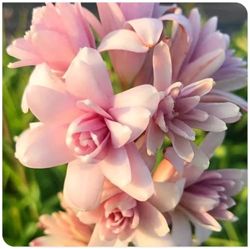 Fragnant Tuberose Gardening Treasures Professional Planting.-4Bulbs-E