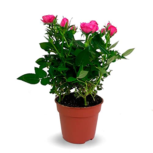 Rosal Mini DECOALIVE Planta Natural con Flores de Colores