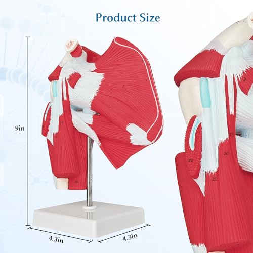 Image of SFXYJ Shoulder Joint Muscled Model, 1:1 Life Size Human Complete Shoulder Anatomy Model Musculature from Rotator Cuff to Subscapular Tendon Muscles with Product Manual for Medical Study Training
