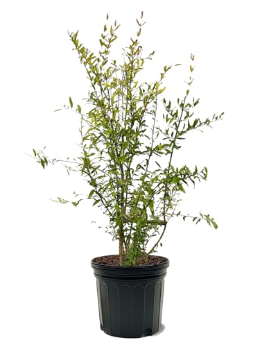 Parfianka Pomegranate Tree, Fruit Bearing, Hardy, 7 gal Nursery Pot, 3-4 ft Tree Height (Due to Agricultural Laws, we Cannot Ship to CA, AZ, AK, or HI)
