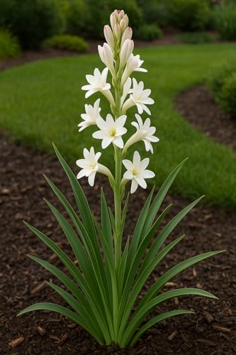 Image of Live Green Flower Bulb Tuberose /Rajnigandha Single /Double Petal Fragrance For Home Gardening (Pack Of 2 Bulbs with 1 Free Rain Lily Bulbs)