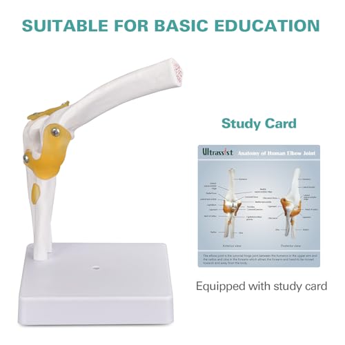 Image of Ultrassist Human Elbow Joint Model with Ligaments, Flexible Knee Joint Model, Human Knee Joint Anatomy Model, Best Teaching Tool for Patient Education & Anatomy Study