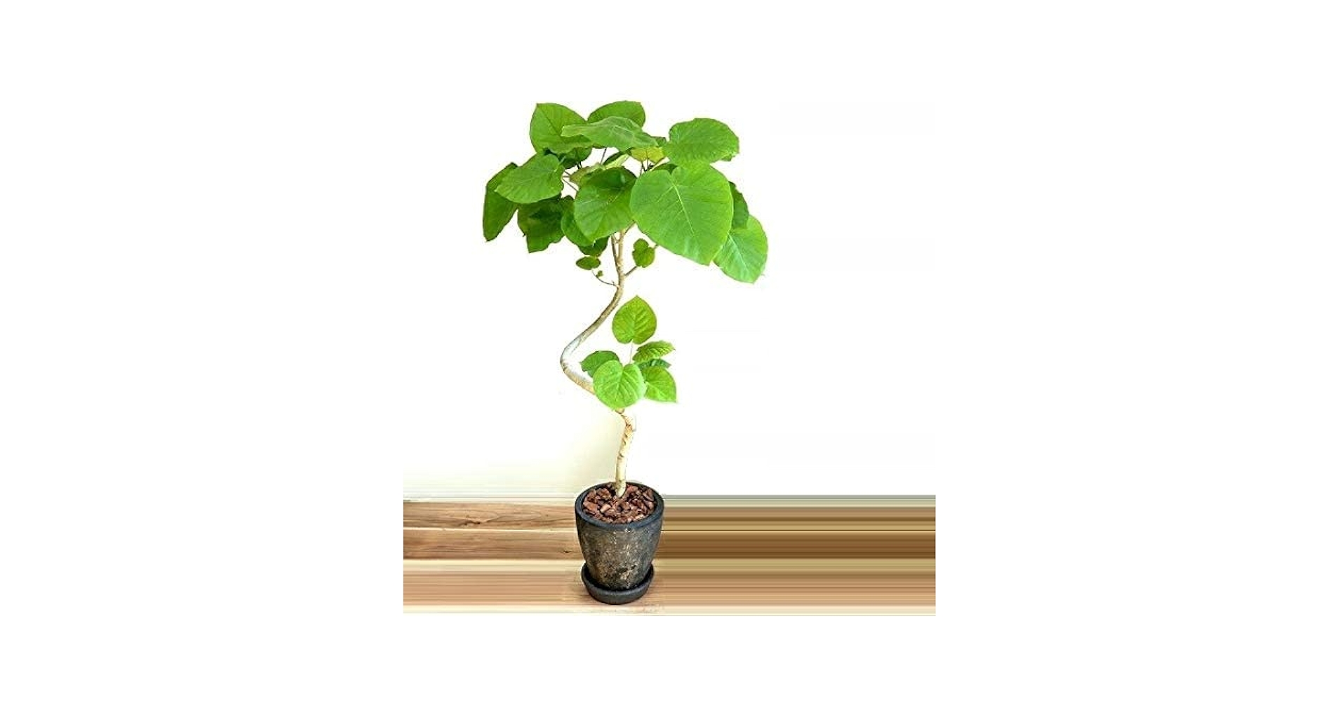 y*i様 ウンベラータ　曲がり　観葉植物　約110センチ　3 Amazon｜LAND PLANTS 観葉植物 ウンベラータ （曲がり）3D