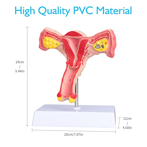 Image of ANNWAN Female Ovary Model - Life Size Human Uterus and Ovary Model Female Reproductive Organ Model for Studying and Communication