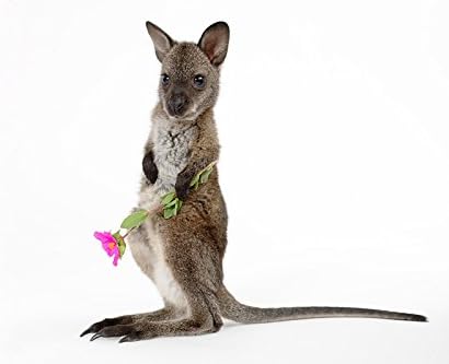 Baby Wallaby