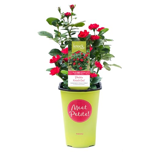 2 Quart Knock Out Rose Petite Shrub