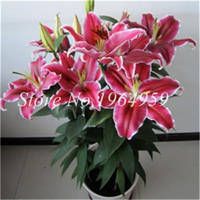 lilly❤︎‬ Amazon.com: Seed 100 Pcs/Pack Specials Rare Exotic Blue