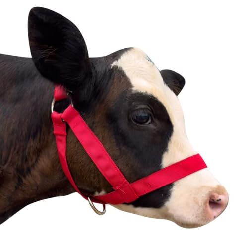 perixir Cow Halter Cattle Halters Calf Halter，Adjustable Nylon Livestock Cattle Halter，for Miniature Horse Donkey Goat Foal (Red, Small)