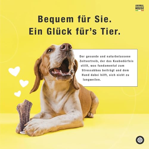 Animal House – Damhirschgeweih für Hunde – 100% natürlicher Kausnack – Stärkt die Mundhygiene – Widerstandsfähig und langlebig – In Allen Größen erhältlich (XL)