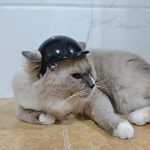 Casque de vélo réglable et lunettes pour protéger son chat