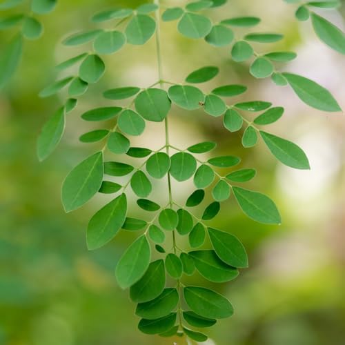 semillas de moringa Plantas de balcón, árbol bonsái comprar arbol de moringa plantas resistentes en macetas Semillas orgánicas variedades antiguas Plantas resistentes para el jardín 18pcs