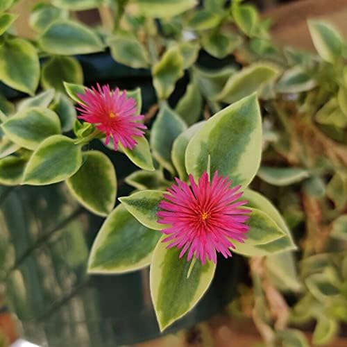 Miniatura 3 de Plantas suculentas vivas Aptenia Cordifolia Variegata (maceta de 4")