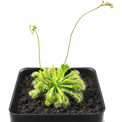 Live Spoon-leaved Sundew Plant. Adult Size, Drosera Spatulata, Carnivorous Plant,