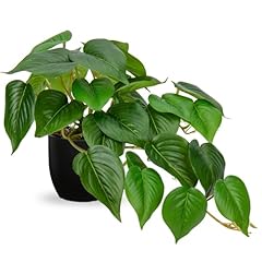 Pothos #Plastic