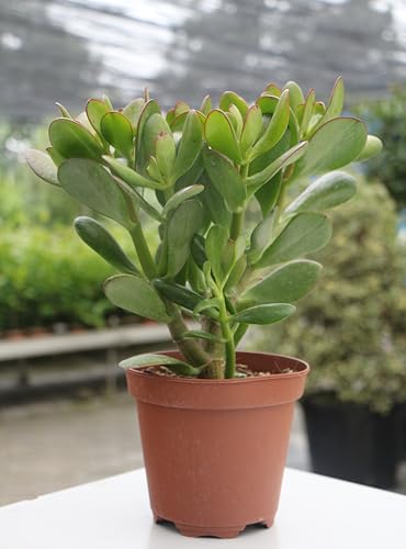 crassula ovata "albero dei soldi" "albero di giada" pianta grassa in vaso ø14 cm vivaio di castelletto